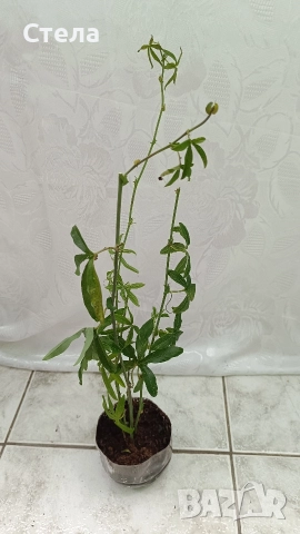 Сциндапсус, Индрише, Пасифлора, Бенджамин и други стайни цветя , снимка 14 - Стайни растения - 48091125