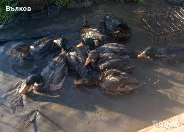 зеленоглави патици, снимка 3 - Патици и гъски - 53676280