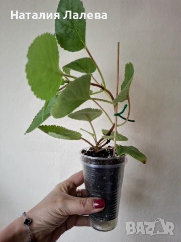 Синингия, sinningia Isa’s sherbet lemon, снимка 3 - Стайни растения - 53159270