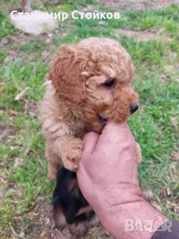 Мини пуделчета , снимка 1