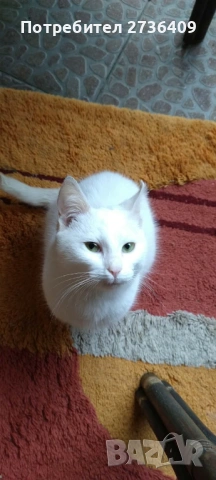 Бяло женско котенце 