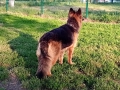 Дългокосместа женска немска овчарка , снимка 5