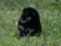 Померан Померанче черно с подпали, снимка 2
