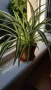 хлорифитум /зелена лилия/, снимка 4