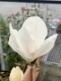 Magnolia alba ‘Superba-Магнолия Алба суперба, снимка 1