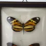 Препарирани пеперуди в рамка от Бразилия #5891, снимка 6