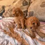 Мини пуделчета, момче и момиче!, снимка 2