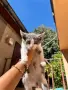 Подарявам пет малки котенца!, снимка 3
