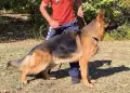 Немски Овчарки от Развъдник , снимка 5