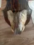 Ловен трофей на риба Щука, снимка 3