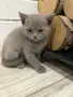 Чистокръвни Британски късокосмести котенца, снимка 7