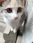 подарявам женско коте на 3 месеца, снимка 6