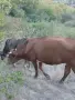 Продават се 2 юници, и двете са на първо отелване. Това е общата цена на 2 юници ТЕЛЕФОН:0876206134, снимка 1