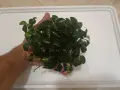 Анубиас аквариумни растения , снимка 1