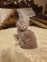 Мейн куун котета, снимка 3