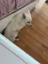 🐶 Продавам немски шпиц – 8 месеца ❤️ Продавам женско кученце от породата немски шпиц, на 8 месеца, , снимка 4