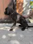 Продавам кученца Кане Корсо , снимка 6
