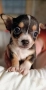 Чихуахуа , снимка 3