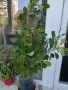 Продавам цвете Исусов венец, снимка 1