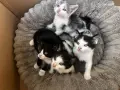 Подарявам малки котенца на 1 месец, снимка 2