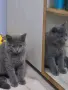 Чистокръвно Британско коте, снимка 1