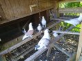 Гълъби сатинети, снимка 1