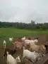 продавам ярета мъжки кастрирани , снимка 1
