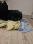 Мъжки  Пекинези, снимка 4