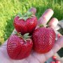 Продавам елитен разсад ягоди и малини , снимка 1 - Разсади - 40037822