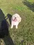 Малтипу/Maltipoo , снимка 4