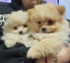 Уникални миниатюрни пухкави померани мини шпицове, снимка 1