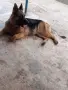 Дива си търси грижовни стопани , снимка 5