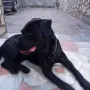 Ракета за тенис , снимка 4