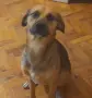 Подарявам домашно куче. , снимка 1
