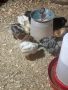 Пилета кръстоска за яйца и месо, снимка 1