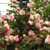 Роза 59, снимка 5 - Градински цветя и растения - 41902824