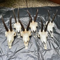 Трофеи - дива коза, снимка 3 - Оборудване и аксесоари за оръжия - 41292826