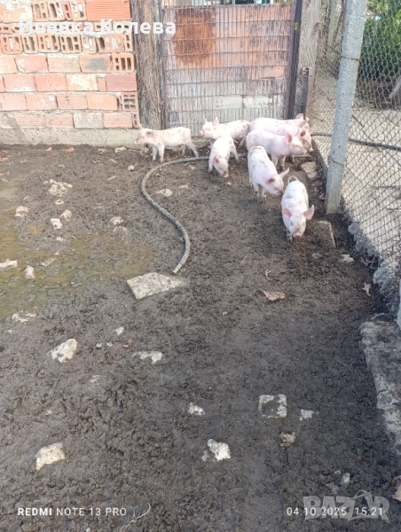 Продавам прасенца домашни теl 0896132959 , снимка 1