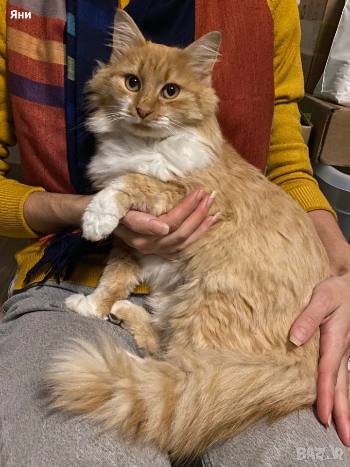 Подаряваме котка за домашно отглеждане, снимка 1