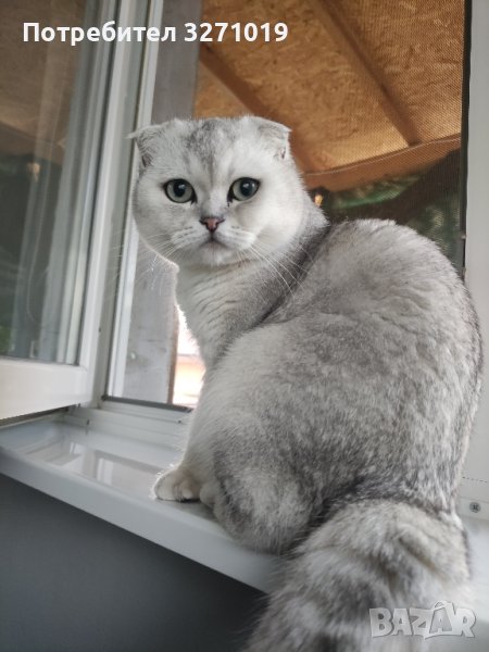 Шотландец (Сребърна чинчила), снимка 1