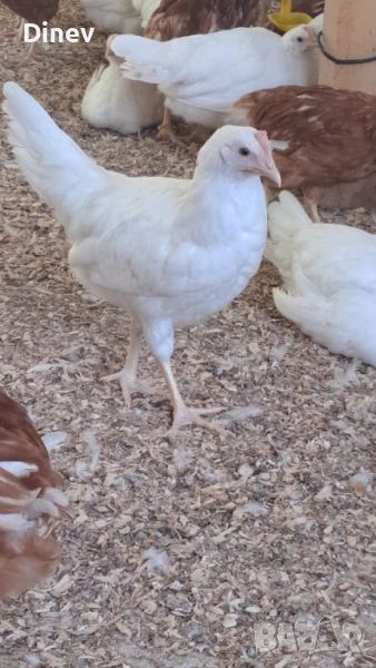 Бял легхорн, ярки, кокошки , снимка 1