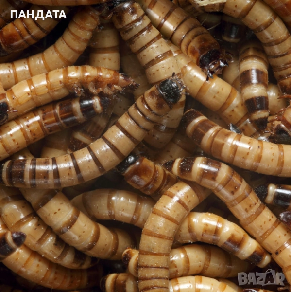 Супербрашнен червей Морио, снимка 1