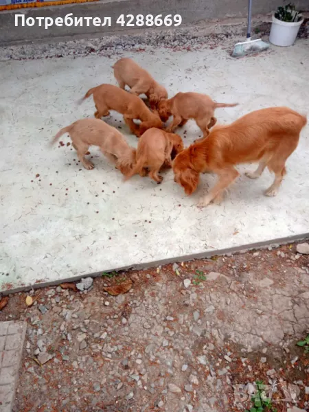 Малки кученца - кокер шпаньол - 3 бр., снимка 1