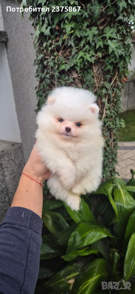 2 мъжки померанчета,померан, снимка 1