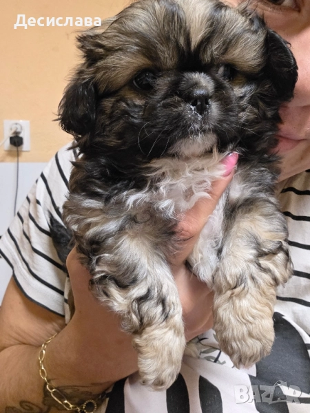 Пекинез момченце, снимка 1