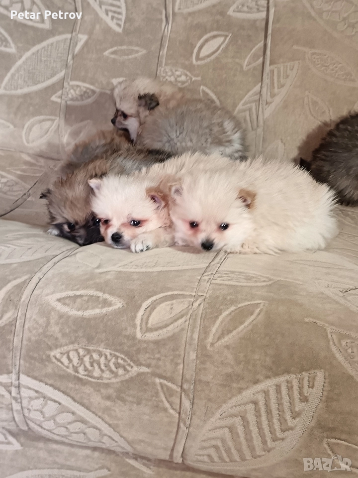 Мини шпиц , снимка 1