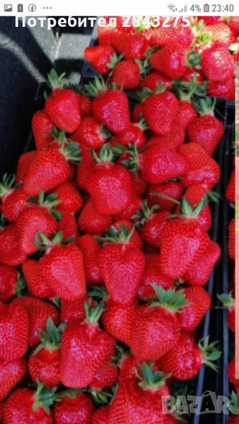 продавам разсад ягоди, снимка 1
