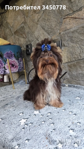 шоколадов мини йоркшир, снимка 1