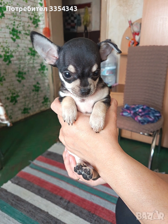 Чихуахуа с паспорт и ваксина , снимка 1