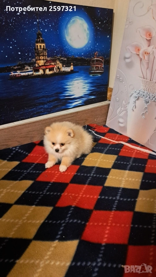 Померан, снимка 1